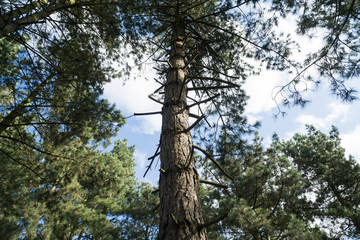Fototapeta premium Leicester-shire countryside in the summertime 2016