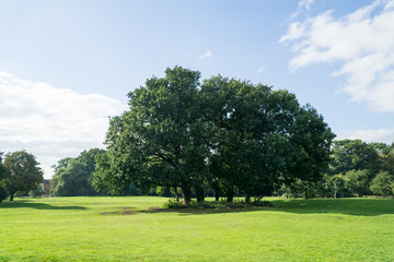 Leicester-shire countryside in the summertime 2016