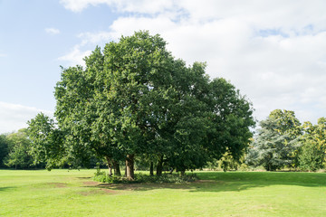 Leicester-shire countryside in the summertime 2016
