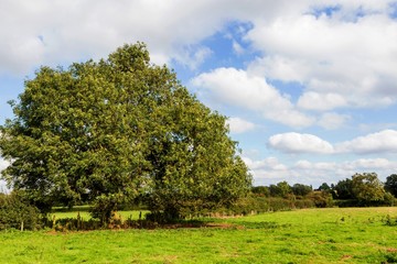 Fototapeta na wymiar Leicester-shire countryside in the summertime 2016