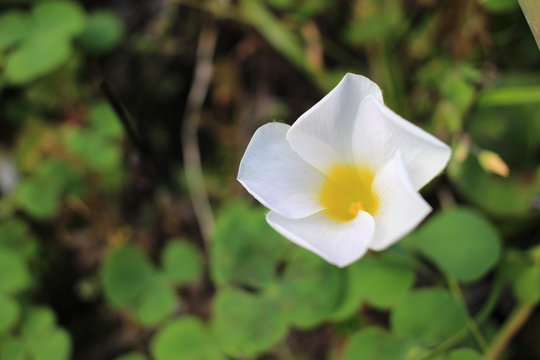 フヨウカタバミ Stock 写真 Adobe Stock