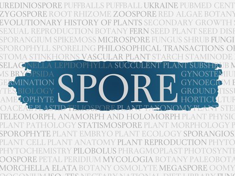 Spore