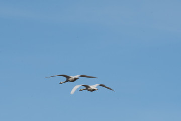 Snow Geese over Skagit Valley