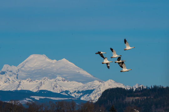 Snow Geese over Skagit Valley © Cliff