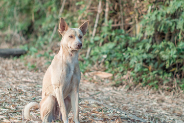 Single thai dog pastel color sitting at the dry leaf