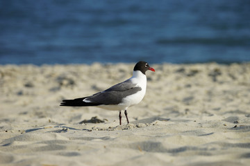 Laughing Gull in breeding plumage profile in natural habitat