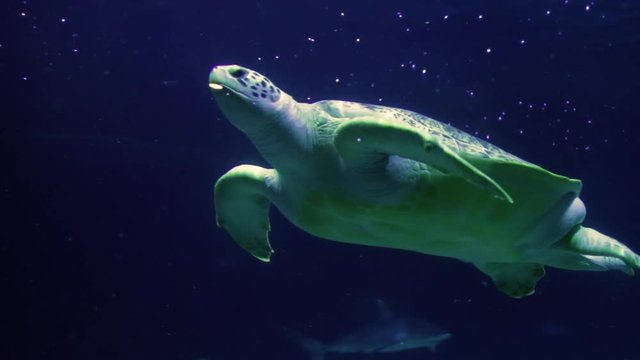 Sea Turtle Swimming In Aquarium 