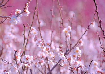 White japanese plum blossoms in early spring