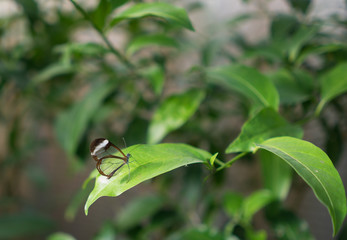 Glass-wing Butterfly