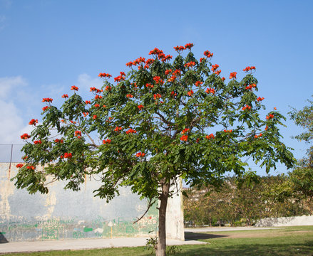 African Tuliptree