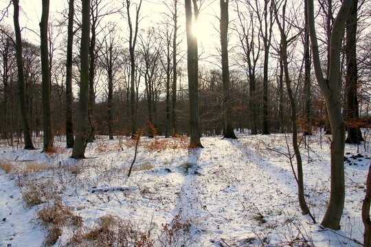 Fototapeta Idyllic forest landscape with snow and sun so beautiful