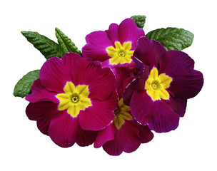  pink-violet violets  flowers, white isolated background with clipping path.   Closeup.  no shadows.  For design.  Nature.