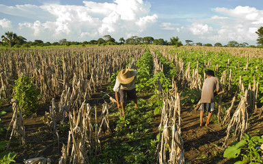 corn fields in Guatemala