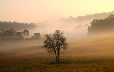 Soft focus beautiful sunrise and fog in the natural scene at Thailand.