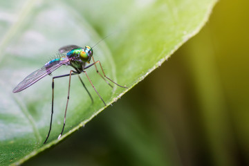macro the insect with nature background and sunlight