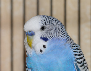 Blue Parakeet Portrait