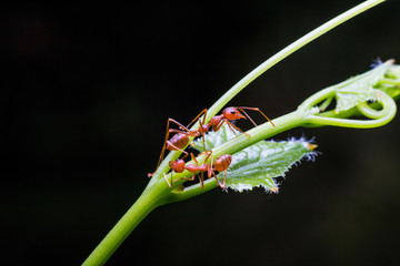macro the ant on the green shoots with black background