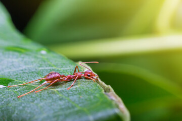 macro the ant are nesting with nature background and sunlight