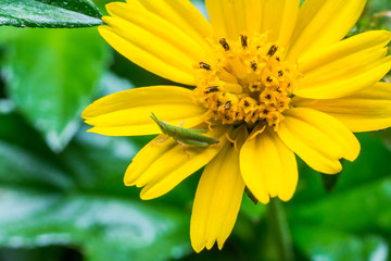 Macro the little grasshopper on yellow flower in garden