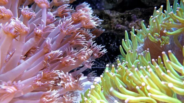 vibrant coral in aquarium 4K