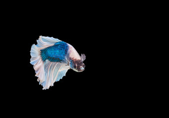 closeup beautiful small siam betta fish with isolate background