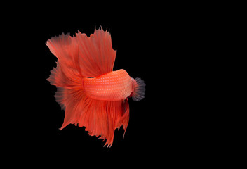 closeup beautiful small siam betta fish with isolate background