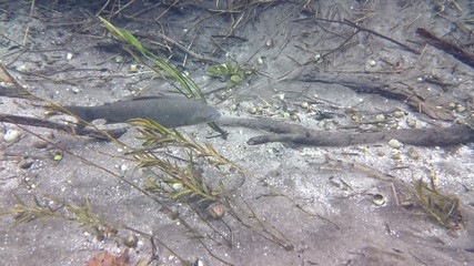 Bonito - Silver River