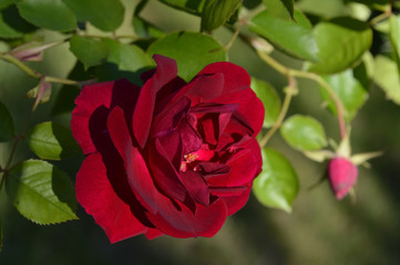 Single Red Rose 