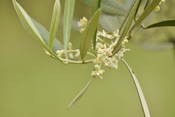 オリーブの花