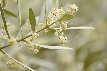 オリーブの花