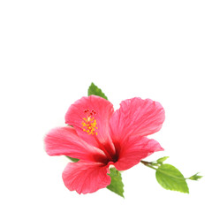 Flower hibiscus isolated on white background