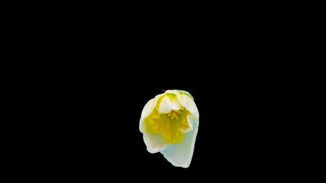 Daffodil (narcissus) blossoming timelapse cut out, encoded with photo png