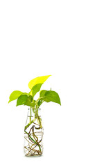 golden pothos with root in reuse glass bottle on white background, copy space