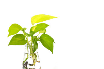 golden pothos with root in reuse glass bottle on white background, copy space