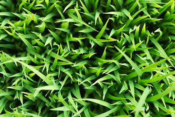 Rice. Fresh green Rice with dew drops closeup. Soft Focus. Abstract Nature Background.