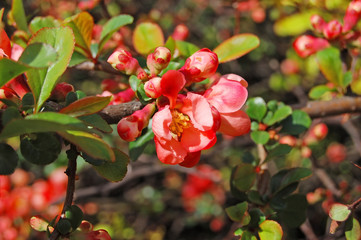 Obraz premium Beautiful Chaenomeles japonica flower