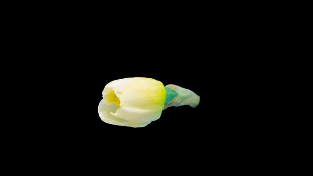 Daffodil (narcissus) blossoming timelapse cut out, encoded with photo png