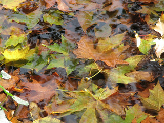 Obraz premium Autumn leaves in the water