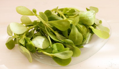Green fresh juicy purslane on a plate