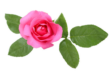 Beautiful pink rose and leaves isolated on white background