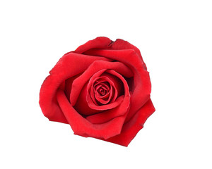 Natural red rose isolated on white background