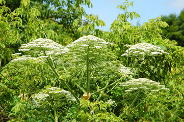 Heracleum (cow-parsnip) plant