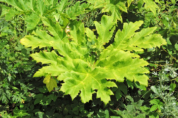 Heracleum (cow-parsnip) plant