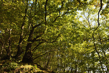wald in königswinter