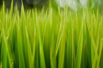 Fototapeta na wymiar Rice. Fresh green Rice with dew drops closeup. Soft Focus. Abstract Nature Background.