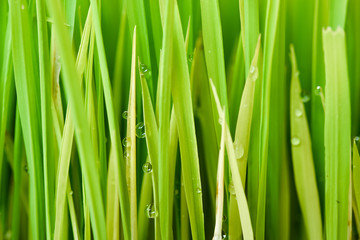Rice. Fresh green Rice with dew drops closeup. Soft Focus. Abstract Nature Background.