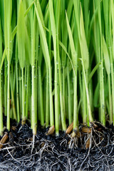 Obraz premium Sapling planting of rice preparations.