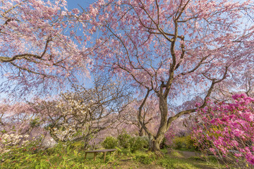 Obraz na płótnie Canvas Fresh pink flowers of sakura growing in Japanese garden, natural background