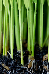 Fototapeta premium Sapling planting of rice preparations.