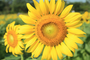 Obraz premium sunflower macro photo